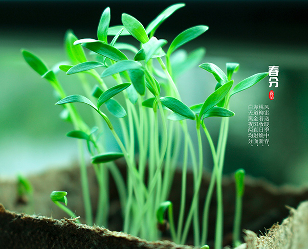 春分時節(jié) 春分時節(jié)