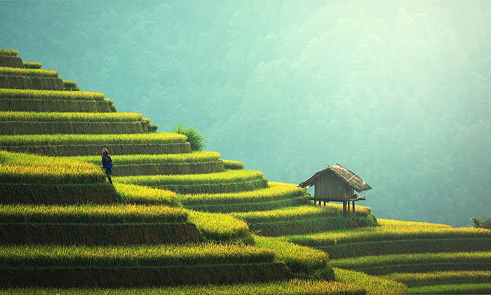 農(nóng)業(yè)機器人 農(nóng)業(yè)機器人