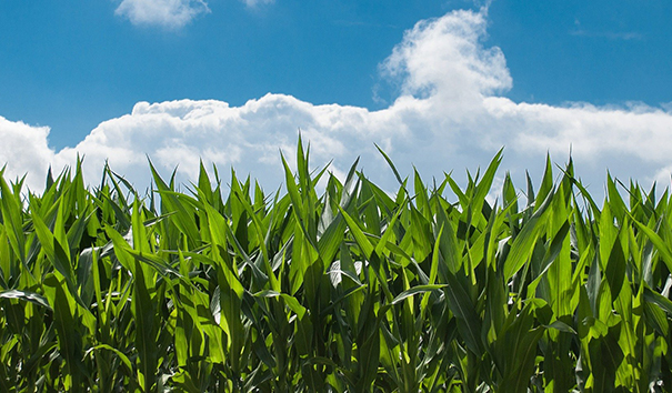 農(nóng)業(yè)機器人 農(nóng)業(yè)機器人